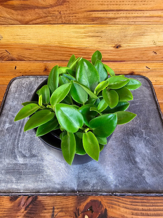 The Plant Farm® Houseplants Peperomia Cupid, 4" Plant