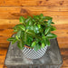 The Plant Farm® Houseplants Peperomia Cupid, 6" Plant