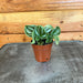The Plant Farm® Houseplants Peperomia Dragon Skin, 2" Plant