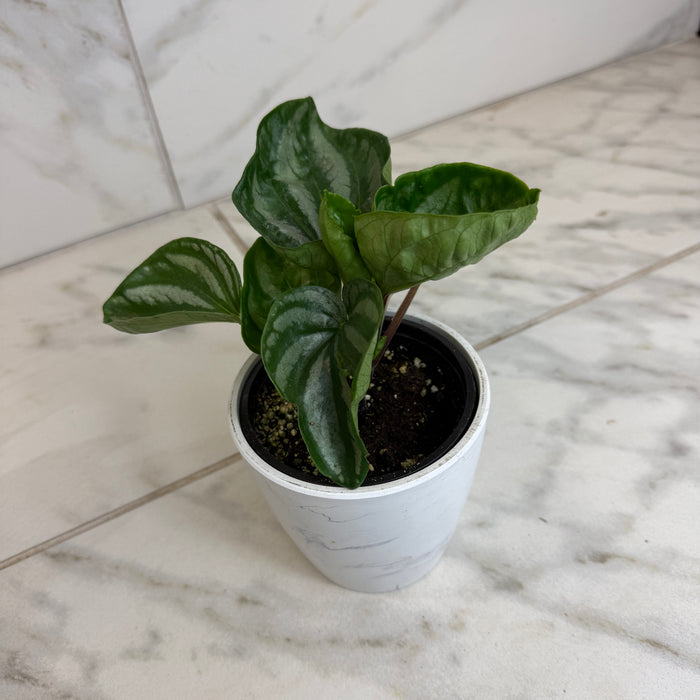 The Plant Farm® Houseplants Peperomia Ecuador, 4" Plant