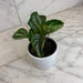 The Plant Farm® Houseplants Peperomia Ecuador, 4" Plant