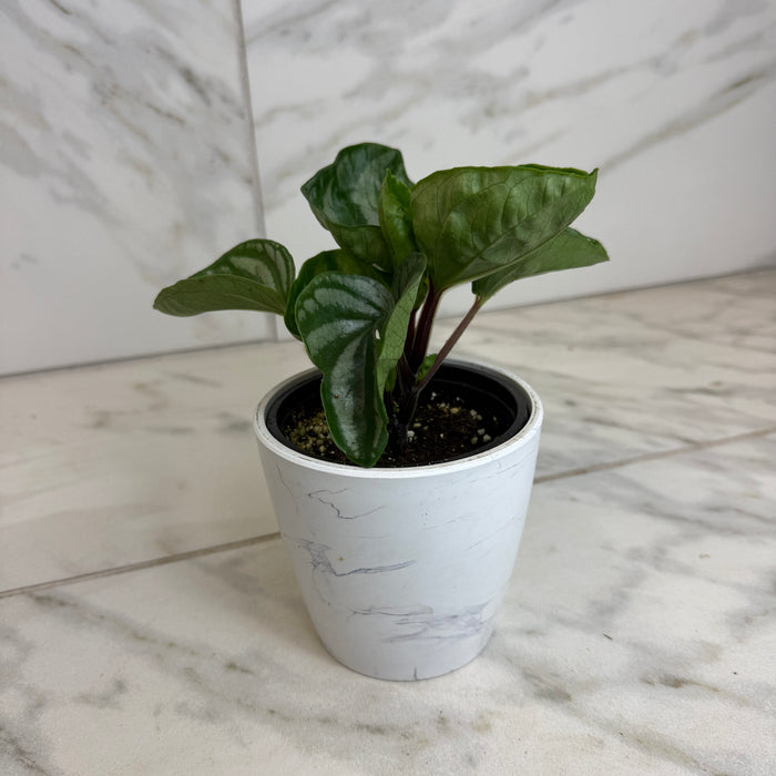 The Plant Farm® Houseplants Peperomia Ecuador, 4" Plant