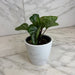 The Plant Farm® Houseplants Peperomia Ecuador, 4" Plant
