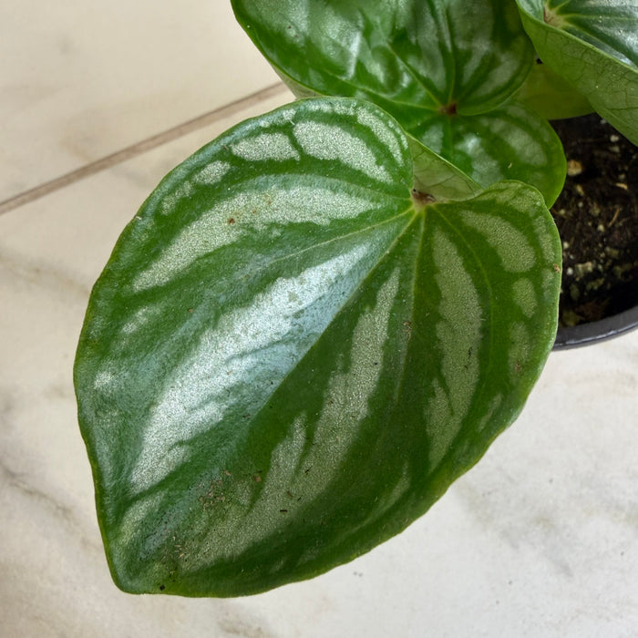 The Plant Farm® Houseplants Peperomia Ecuador, 4" Plant