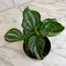 The Plant Farm® Houseplants Peperomia Ecuador, 4" Plant