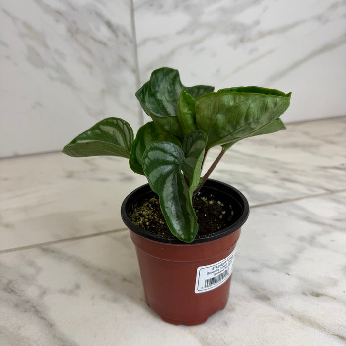 The Plant Farm® Houseplants Peperomia Ecuador, 4" Plant