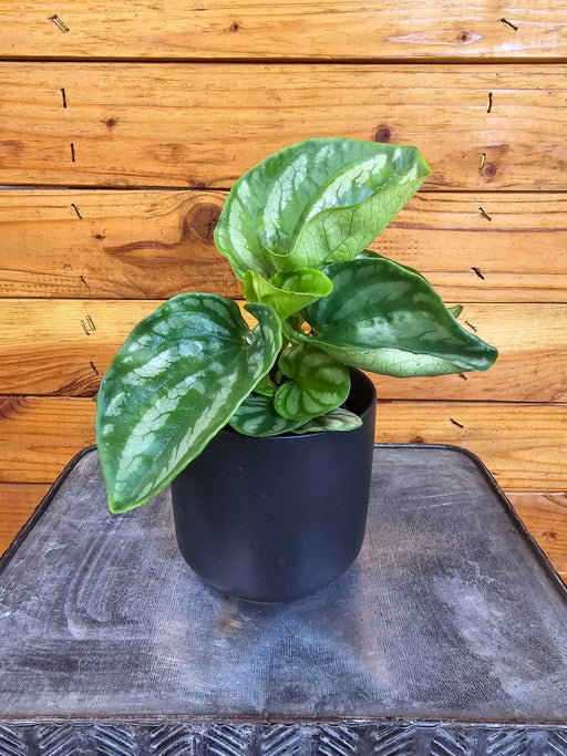 The Plant Farm® Houseplants Peperomia Ecuador, 4" Plant