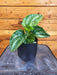 The Plant Farm® Houseplants Peperomia Ecuador, 4" Plant