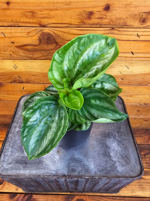 The Plant Farm® Houseplants Peperomia Ecuador, 4" Plant