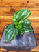 The Plant Farm® Houseplants Peperomia Ecuador, 4" Plant