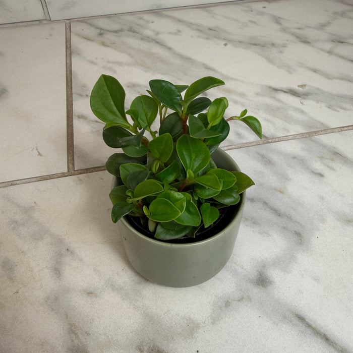 The Plant Farm® Houseplants Peperomia European Trailing, 2" Plant