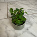 The Plant Farm® Houseplants Peperomia European Trailing, 2" Plant