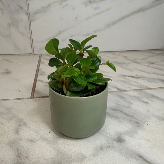The Plant Farm® Houseplants Peperomia European Trailing, 2" Plant
