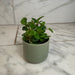The Plant Farm® Houseplants Peperomia European Trailing, 2" Plant