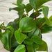 The Plant Farm® Houseplants Peperomia European Trailing, 2" Plant
