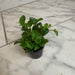 The Plant Farm® Houseplants Peperomia European Trailing, 2" Plant