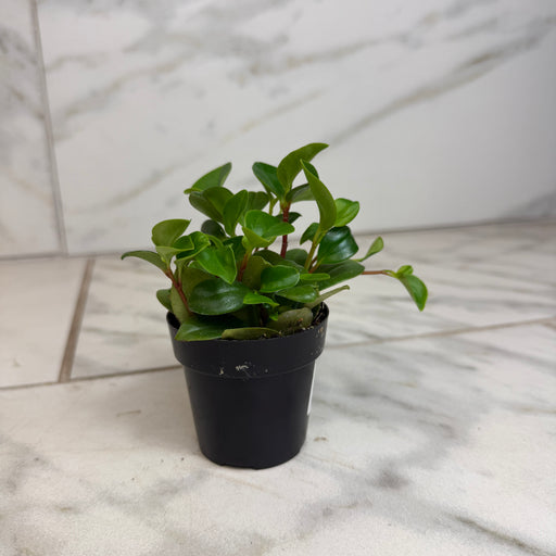 The Plant Farm® Houseplants Peperomia European Trailing, 2" Plant