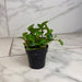 The Plant Farm® Houseplants Peperomia European Trailing, 2" Plant