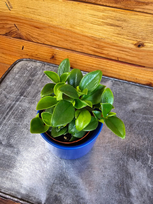 The Plant Farm® Houseplants Peperomia European Trailing, 2" Plant