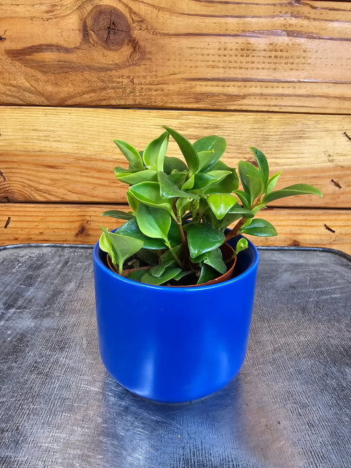 The Plant Farm® Houseplants Peperomia European Trailing, 2" Plant