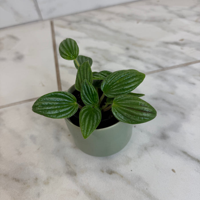 The Plant Farm® Houseplants Peperomia Fuzzy Mystery, 2" Plant
