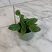 The Plant Farm® Houseplants Peperomia Fuzzy Mystery, 2" Plant