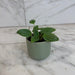 The Plant Farm® Houseplants Peperomia Fuzzy Mystery, 2" Plant