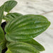 The Plant Farm® Houseplants Peperomia Fuzzy Mystery, 2" Plant