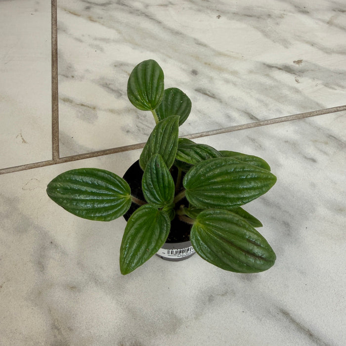 The Plant Farm® Houseplants Peperomia Fuzzy Mystery, 2" Plant