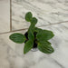 The Plant Farm® Houseplants Peperomia Fuzzy Mystery, 2" Plant