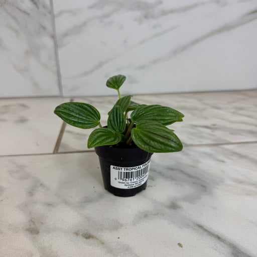The Plant Farm® Houseplants Peperomia Fuzzy Mystery, 2" Plant