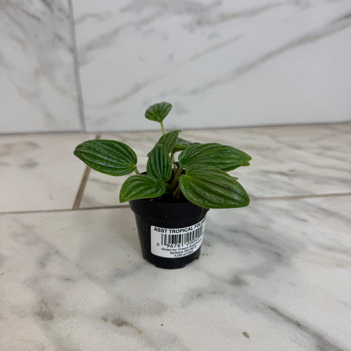 The Plant Farm® Houseplants Peperomia Fuzzy Mystery, 2" Plant
