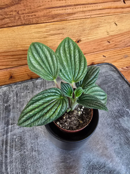 The Plant Farm® Houseplants Peperomia Fuzzy Mystery, 2" Plant