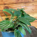 The Plant Farm® Houseplants Peperomia Fuzzy Mystery, 4" Plant