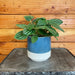 The Plant Farm® Houseplants Peperomia Fuzzy Mystery, 4" Plant