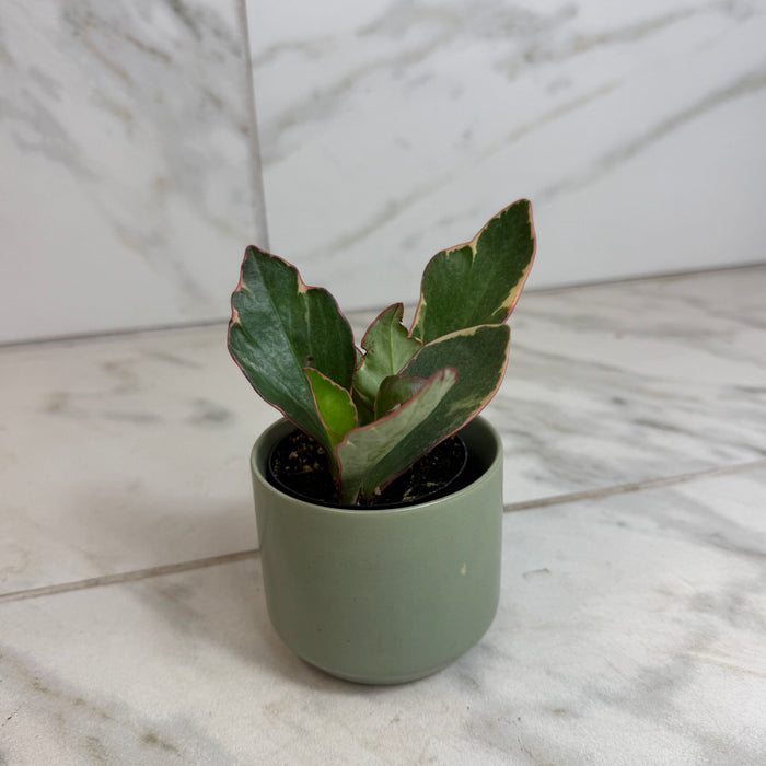 The Plant Farm® Houseplants Peperomia Ginny, 2" Plant