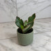 The Plant Farm® Houseplants Peperomia Ginny, 2" Plant