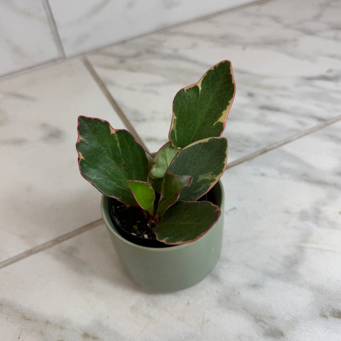 The Plant Farm® Houseplants Peperomia Ginny, 2" Plant