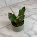 The Plant Farm® Houseplants Peperomia Ginny, 2" Plant