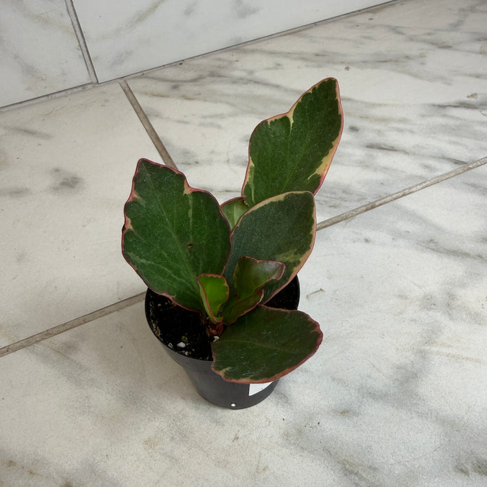 The Plant Farm® Houseplants Peperomia Ginny, 2" Plant