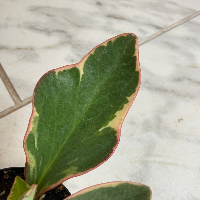 The Plant Farm® Houseplants Peperomia Ginny, 2" Plant