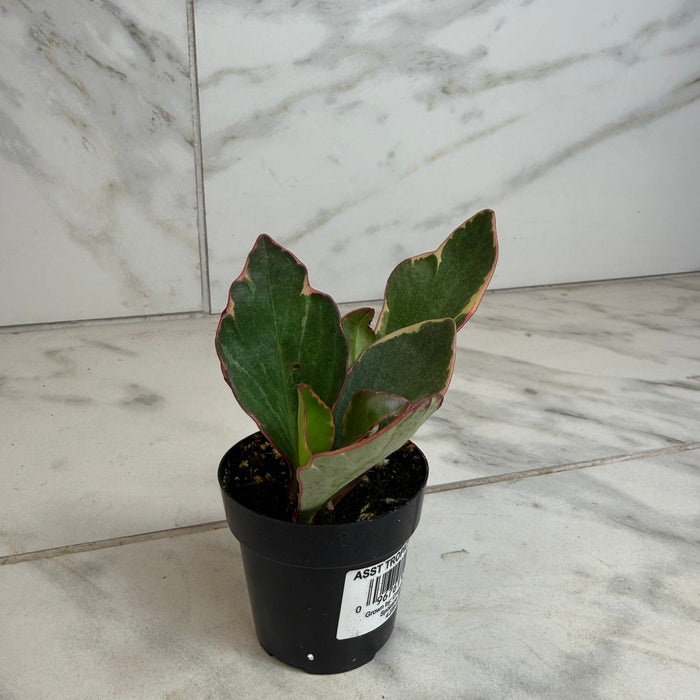 The Plant Farm® Houseplants Peperomia Ginny, 2" Plant