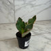 The Plant Farm® Houseplants Peperomia Ginny, 2" Plant