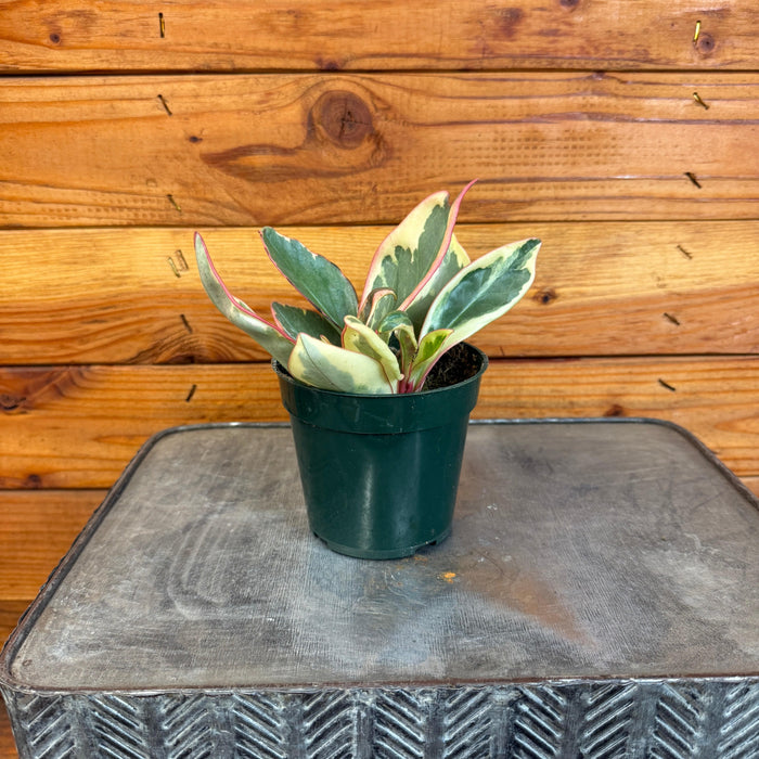 The Plant Farm® Houseplants Peperomia Ginny, 4" Plant