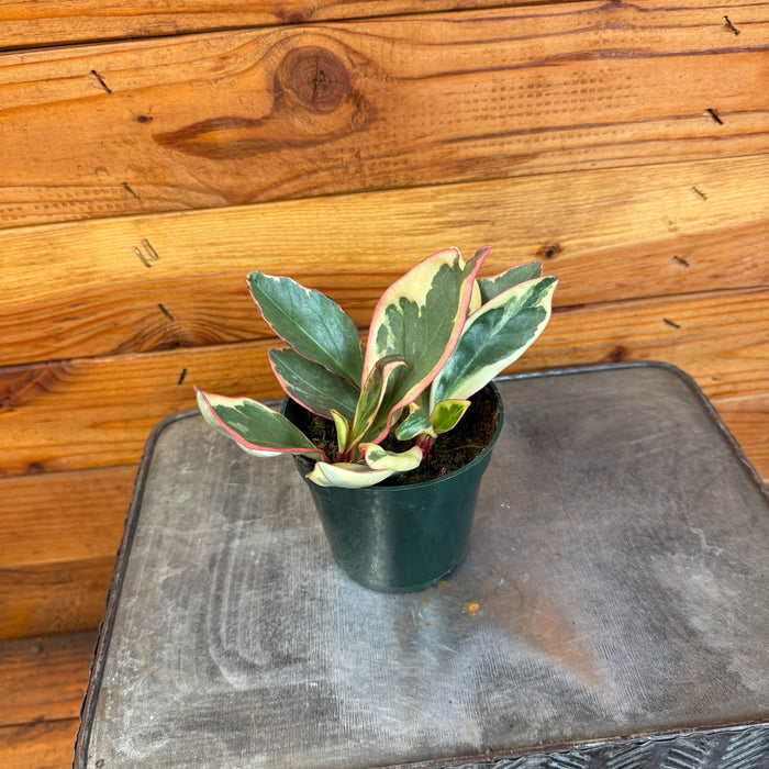 The Plant Farm® Houseplants Peperomia Ginny, 4" Plant