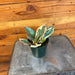 The Plant Farm® Houseplants Peperomia Ginny, 4" Plant