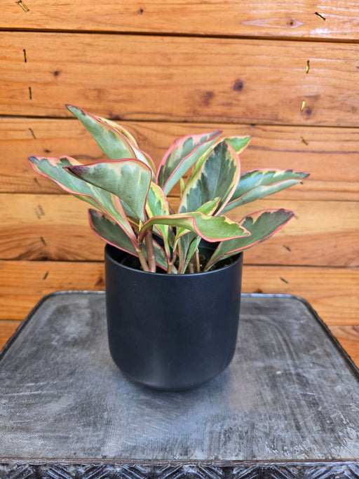 The Plant Farm® Houseplants Peperomia Ginny, 4" Plant