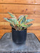 The Plant Farm® Houseplants Peperomia Ginny, 4" Plant