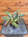 The Plant Farm® Houseplants Peperomia Ginny, 4" Plant