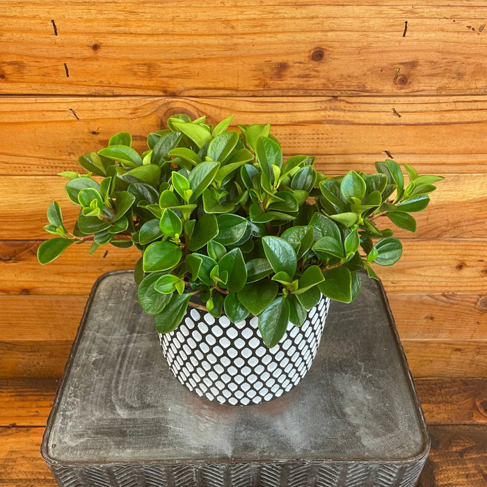 The Plant Farm® Houseplants Peperomia Glabella, 6" Plant